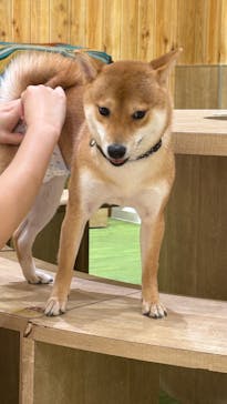 いぬカフェRio 下北沢店に投稿された画像（2025/5/20）