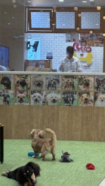 いぬカフェRio 下北沢店に投稿された画像（2025/5/20）