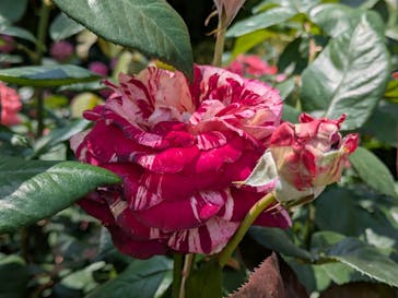 横浜イングリッシュガーデンに投稿された画像（2025/5/20）