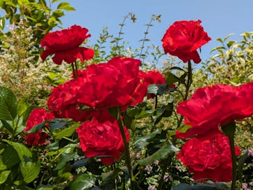 横浜イングリッシュガーデンに投稿された画像（2025/5/20）