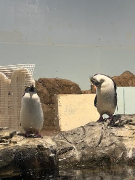 マクセル アクアパーク品川に投稿された画像（2025/5/20）