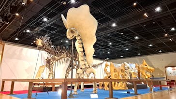 福井県立恐竜博物館に投稿された画像（2025/5/20）
