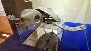 福井県立恐竜博物館に投稿された画像（2025/5/20）