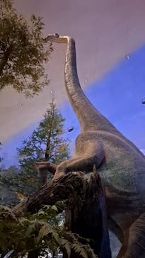 福井県立恐竜博物館に投稿された画像（2025/5/20）