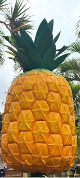 ナゴパイナップルパークに投稿された画像（2025/5/20）