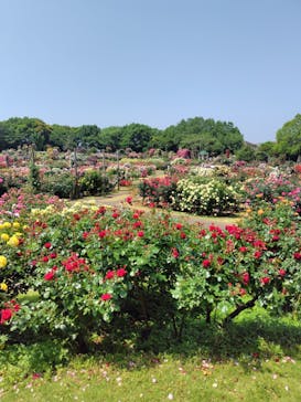 京成バラ園に投稿された画像（2025/5/20）