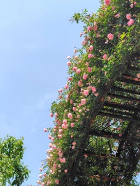 京成バラ園に投稿された画像（2025/5/20）