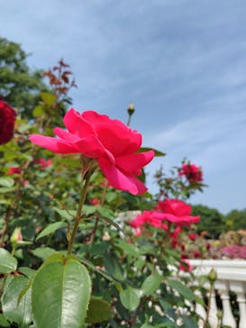 京成バラ園に投稿された画像（2025/5/20）