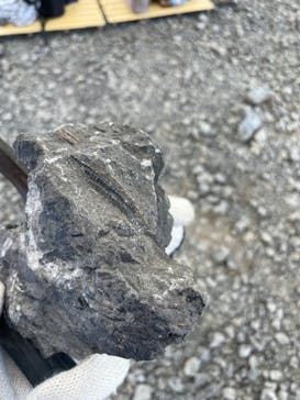 福井県立恐竜博物館に投稿された画像（2025/5/20）