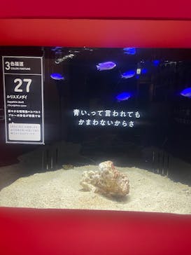 横浜開運水族館 フォーチュンアクアリウムに投稿された画像（2025/5/20）