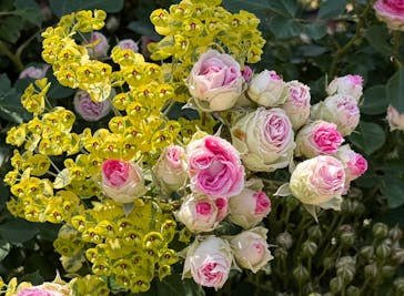 京成バラ園に投稿された画像（2025/5/20）