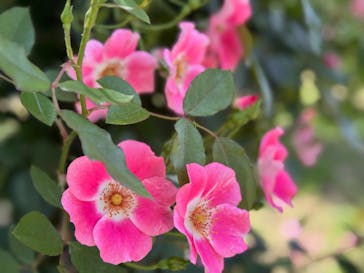 京成バラ園に投稿された画像（2025/5/20）