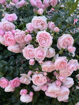 京成バラ園に投稿された画像（2025/5/20）