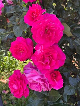 京成バラ園に投稿された画像（2025/5/20）