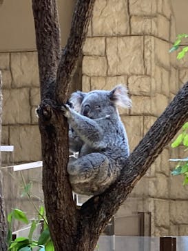 名古屋市東山動植物園に投稿された画像（2025/5/20）