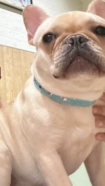 いぬカフェRio 下北沢店に投稿された画像（2025/5/20）