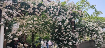 京成バラ園に投稿された画像（2025/5/20）