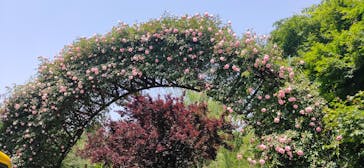 京成バラ園に投稿された画像（2025/5/20）