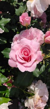 京成バラ園に投稿された画像（2025/5/20）