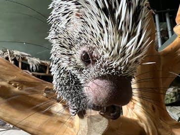 カワスイ 川崎⽔族館に投稿された画像（2025/5/21）