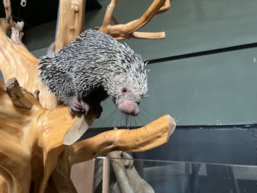 カワスイ 川崎⽔族館に投稿された画像（2025/5/21）