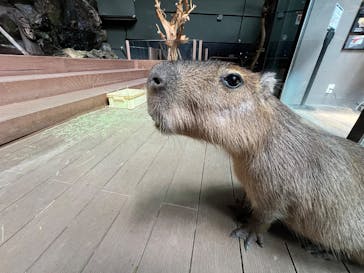 カワスイ 川崎⽔族館に投稿された画像（2025/5/21）