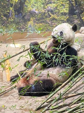 恩賜上野動物園に投稿された画像（2025/5/21）
