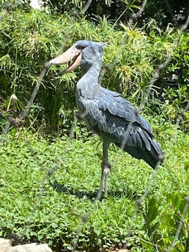 恩賜上野動物園に投稿された画像（2025/5/21）
