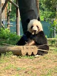 恩賜上野動物園に投稿された画像（2025/5/21）