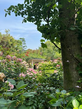 横浜イングリッシュガーデンに投稿された画像（2025/5/21）