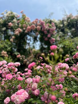 横浜イングリッシュガーデンに投稿された画像（2025/5/21）