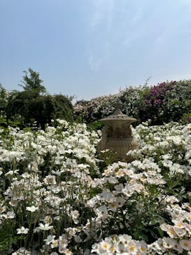 横浜イングリッシュガーデンに投稿された画像（2025/5/21）