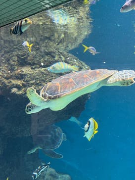 葛西臨海水族園に投稿された画像（2025/5/21）