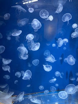 葛西臨海水族園に投稿された画像（2025/5/21）