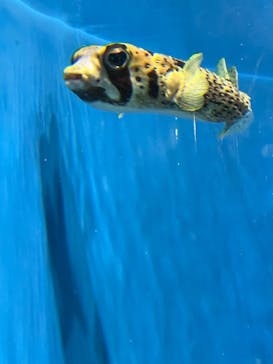 葛西臨海水族園に投稿された画像（2025/5/21）