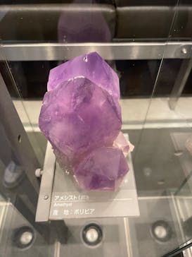 福井県立恐竜博物館に投稿された画像（2025/5/21）