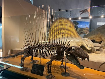 福井県立恐竜博物館に投稿された画像（2025/5/21）