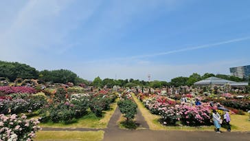 京成バラ園に投稿された画像（2025/5/21）