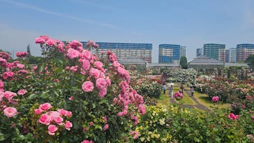 京成バラ園に投稿された画像（2025/5/21）