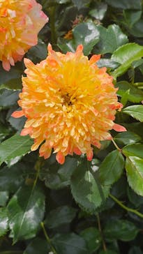 京成バラ園に投稿された画像（2025/5/21）