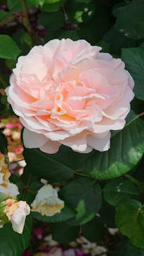 京成バラ園に投稿された画像（2025/5/21）