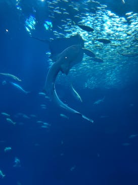 アクアワールド茨城県大洗水族館に投稿された画像（2025/5/21）
