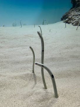 アクアワールド茨城県大洗水族館に投稿された画像（2025/5/21）