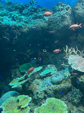 アクアワールド茨城県大洗水族館に投稿された画像（2025/5/21）