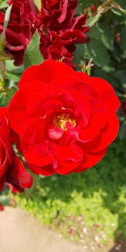 横浜イングリッシュガーデンに投稿された画像（2025/5/21）