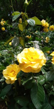 横浜イングリッシュガーデンに投稿された画像（2025/5/21）