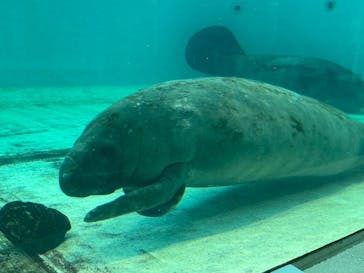 沖縄美ら海水族館に投稿された画像（2025/5/21）