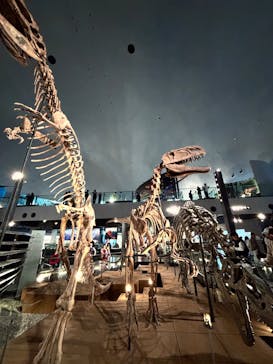福井県立恐竜博物館に投稿された画像（2025/5/21）