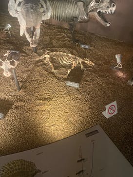 国立科学博物館に投稿された画像（2025/5/21）