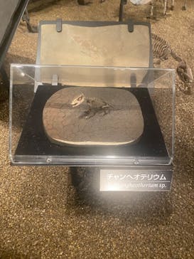 国立科学博物館に投稿された画像（2025/5/21）